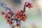 Ozark witchhazel Hamamelis vernalis Red Imp Park fragrant orange-red flowers